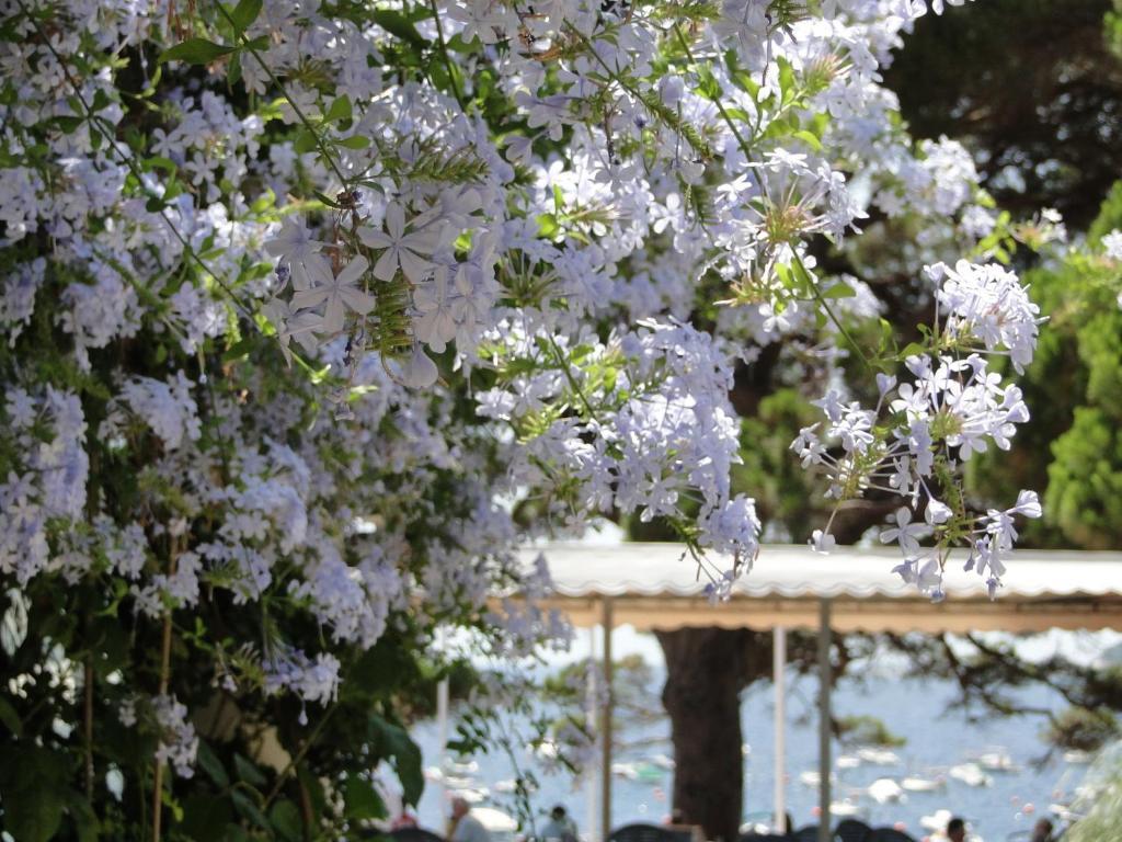 Hotel La Torre Calella De Palafrugell Eksteriør billede